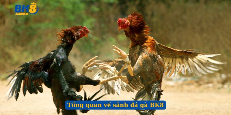 Tổng quan về sảnh đá gà BK8