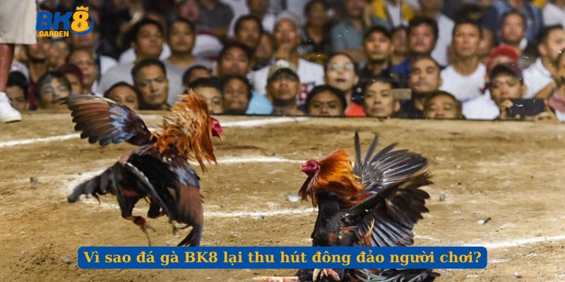 Vì sao đá gà BK8 lại thu hút đông đảo người chơi?