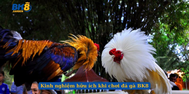 Kinh nghiệm hữu ích khi chơi đá gà BK8