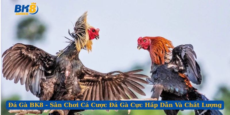 Đá Gà BK8 - Sân Chơi Cá Cược Đá Gà Cực Hấp Dẫn Và Chất Lượng